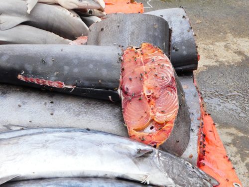 Il pesce sarebbe anche bello ed economico, le mosche sono gratis
