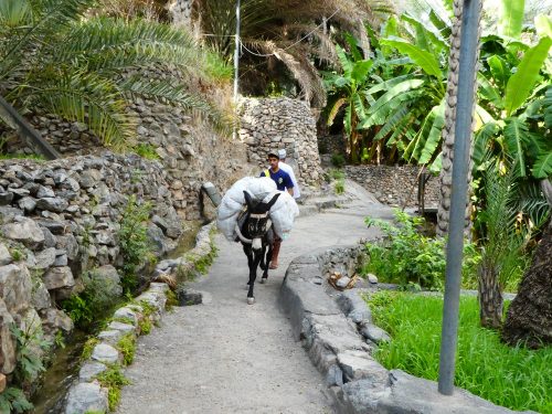  L'asino è l'auto dei villaggi di montagna in Oman