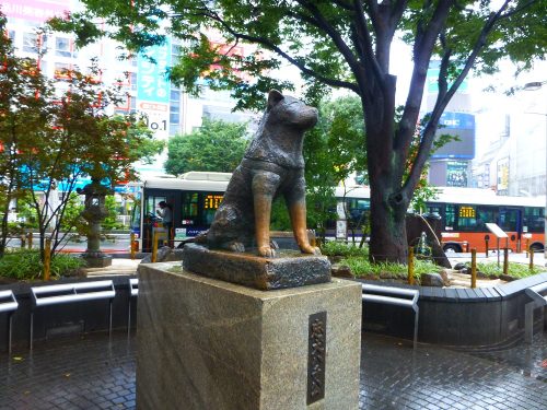  La statua di Hachico, il cane di razza Akita reso famoso nel film con Richard Gere