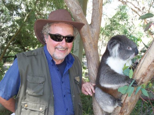 Koala e umano