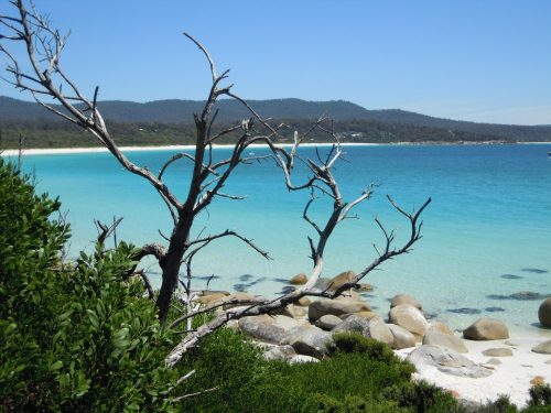 Tasmania, un paradiso di foreste verdi contornato dall'oceano blu, un'isola di forma triangolare grande come l'Irlanda, ha 480 mila abitanti