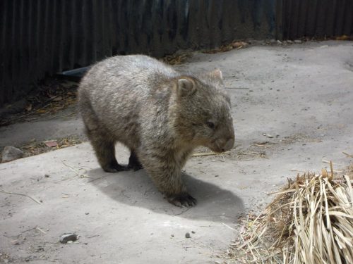 E questo è il Wombat, un'orsetto dalla faccia troppo simpatica, pesa fino a 20 kg è misogino, marca il territorio e non vuole intrusi tra le zampe, come dice la guida cerca compagnia solo per 5 minuti all'anno