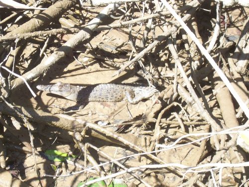 Un baby-cocodrile nascosto tra melma e arbusti. Avrà poco più di un anno, lungo un metro pesa una decina di chili