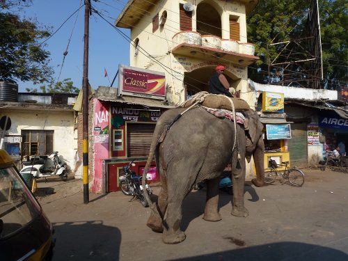 Ma capita anche di avere a fianco un elefante